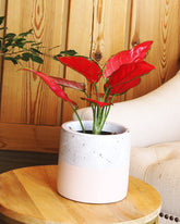 نبات نبات اجلونيما